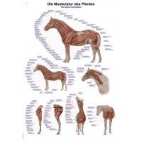 Anatomisk plansch, häst muskulatur och skelett