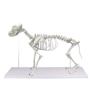 Anatomisk modell - Hundskelett naturlig storlek - Restnoterad åter i lager i mars 2025