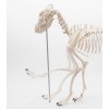 Anatomisk modell - Hundskelett naturlig storlek