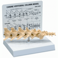 Anatomisk modell, columna vertebralis (kotpelare)