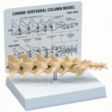 Anatomisk modell, columna vertebralis (kotpelare)