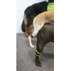 ReDog®  Benviktsmanschetter